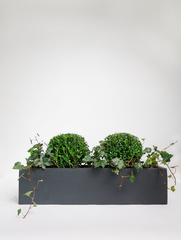 Soto Green - Windowsill - Sunny - Large
